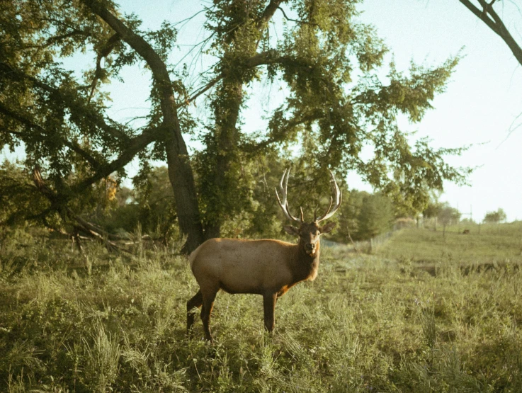 a single deer in an outdoor setting next to trees