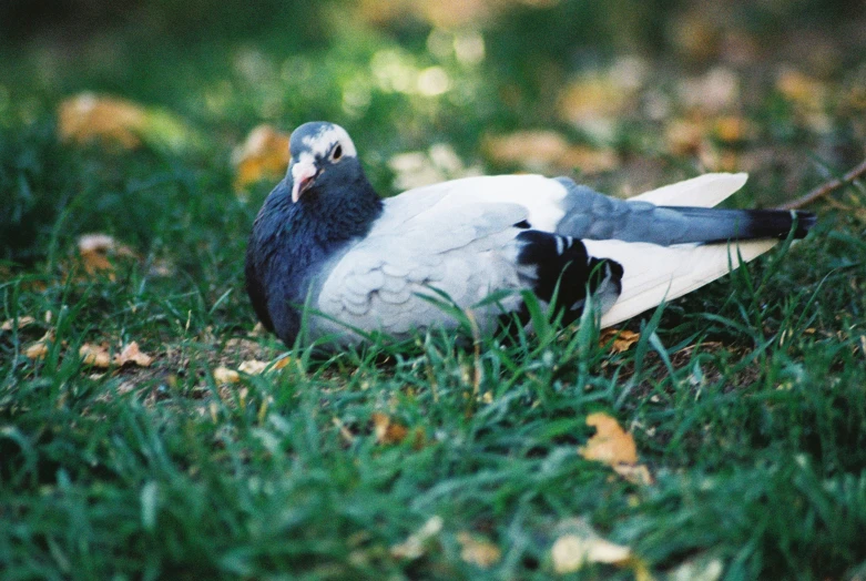 a bird is laying on the ground near grass