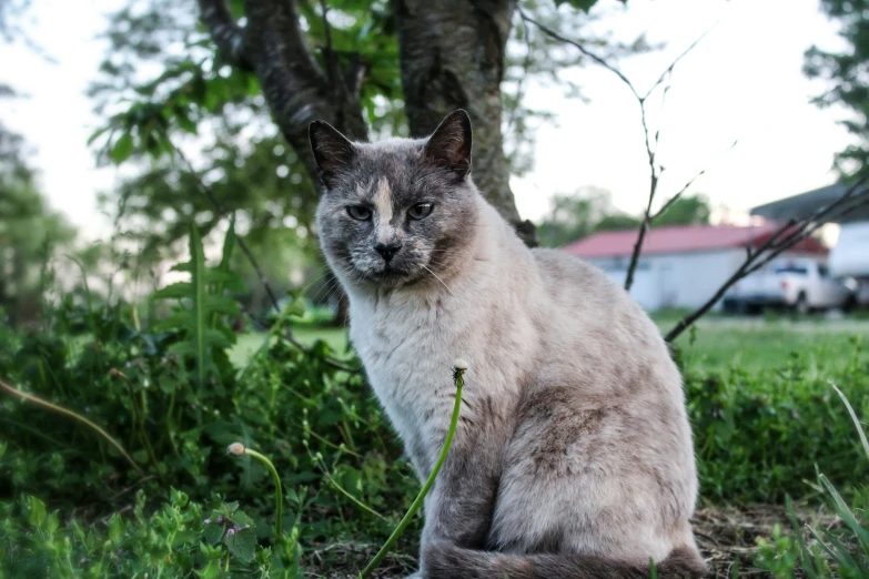 a cat sits by a tree and looks directly at the camera