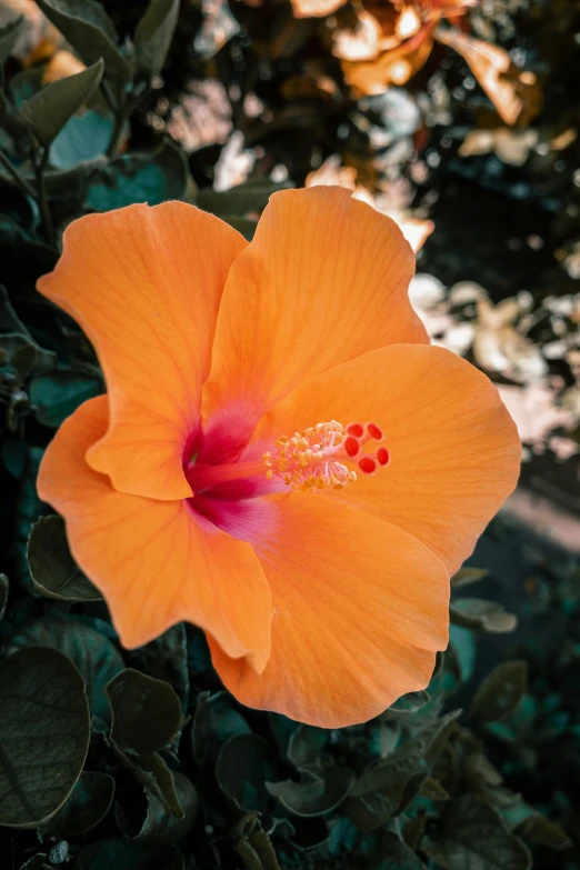 an orange flower on top of plants in front of trees