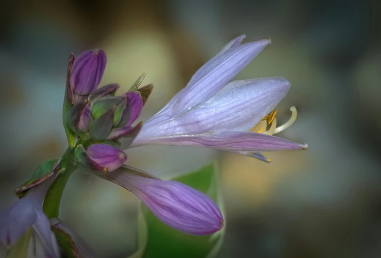 an image of a flower with water droplets on it