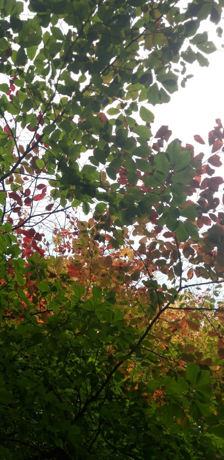 a clock is in the middle of some tree nches