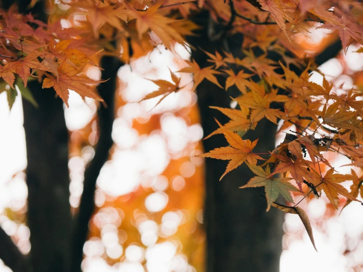 there is an orange leaf on the tree