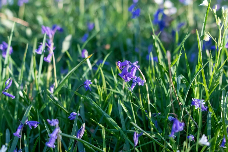 a field full of purple flowers in the middle of the grass