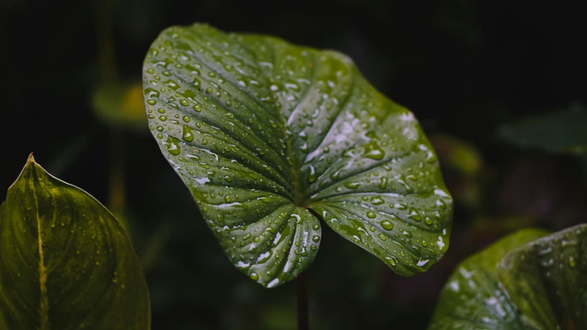 a green leaf with rain drops on it