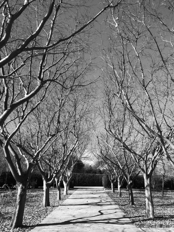 a tree lined walkway in a park lined with lots of trees
