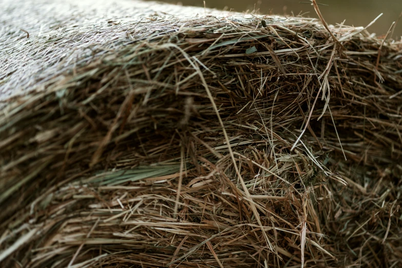 there are many sticks in the hay