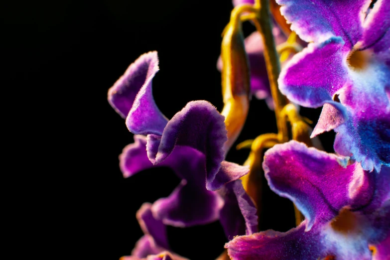 closeup of purple and purple flowers with white petals