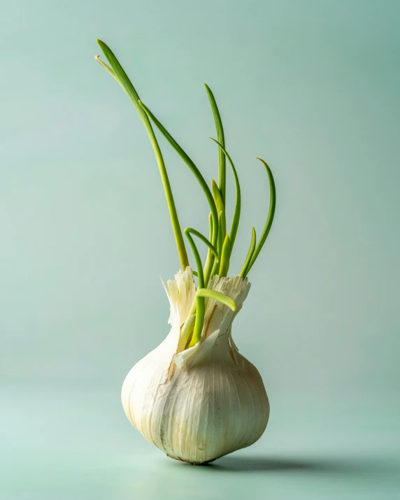 a white bulb is sitting on the table