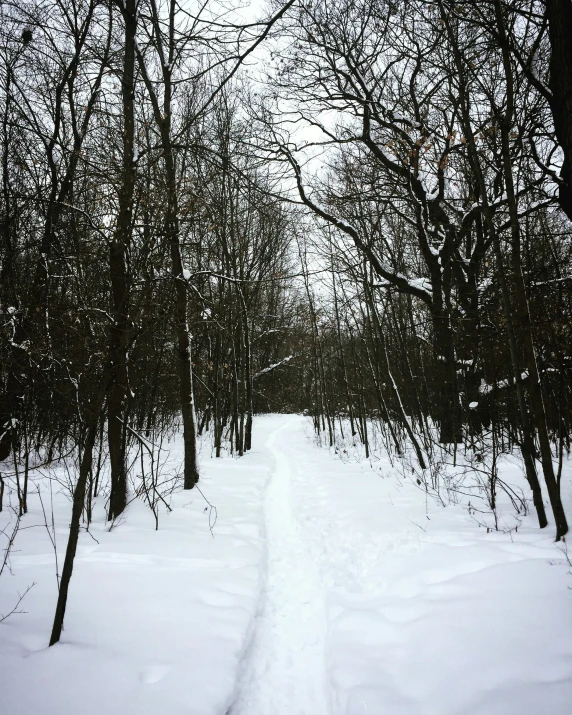 snow covered path leading through woods in winter