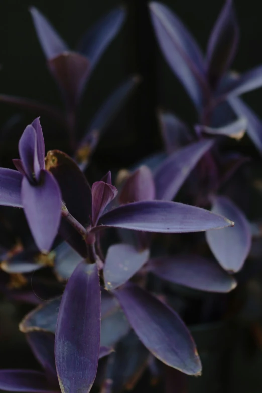 an image of purple flowers with green leaves