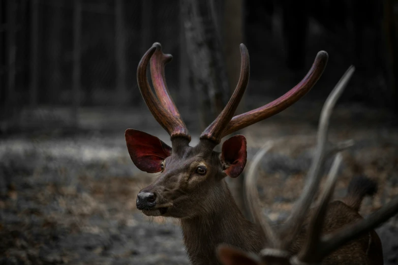 the back of a deer that is standing in a forest