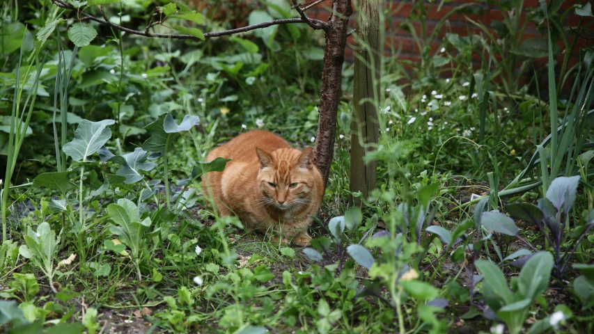 a cat walking in the tall green grass and bushes