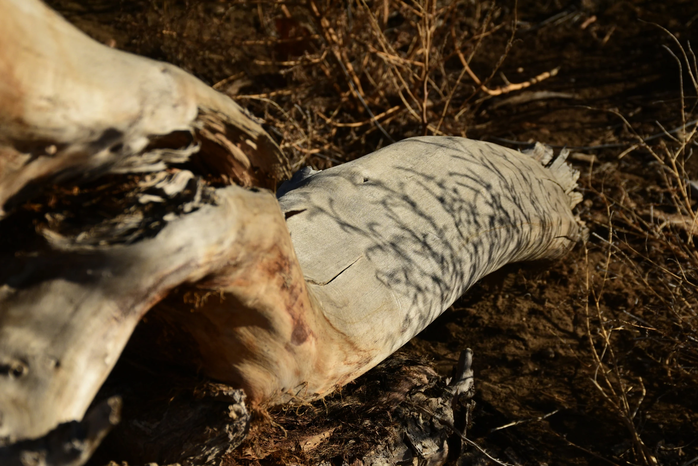 a rotten and rotting piece of wood sitting in the middle of some brush