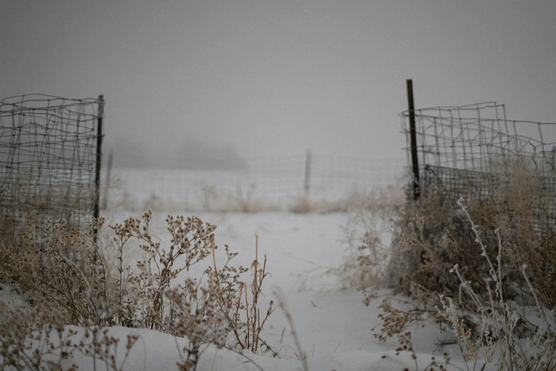 an empty path through snowy bushes and grass