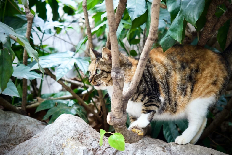 a cat climbing up on a tree limb