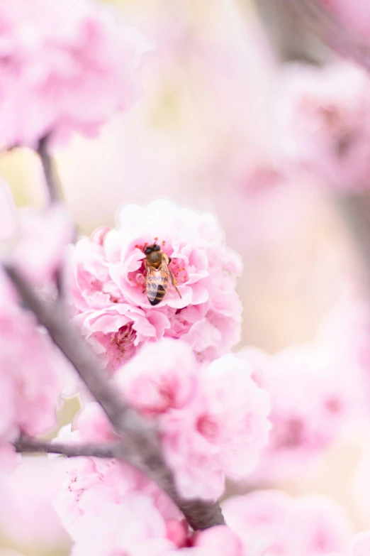 a pink flower that is growing in some trees