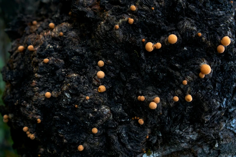 some brown mushrooms on top of a tree stump