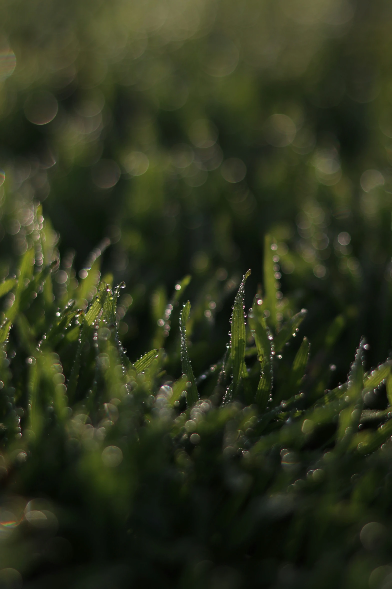 the blurry image shows water droplets on some grass