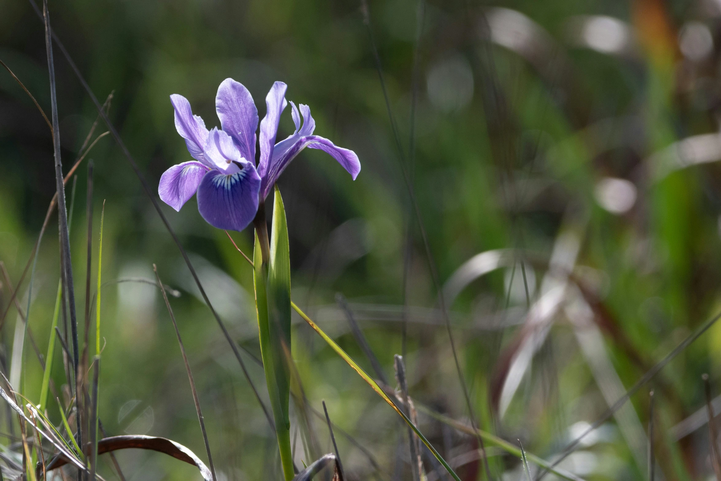 purple flower with small stems and dark green leaves