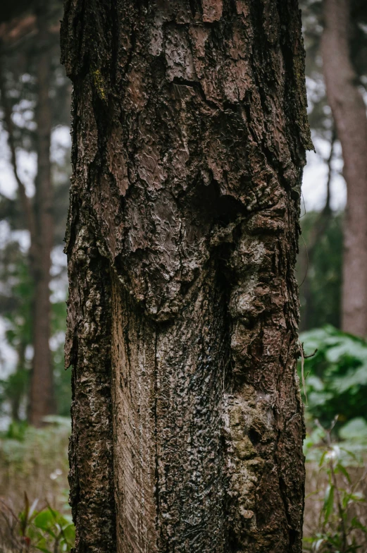 a face drawn on the bark of a tree