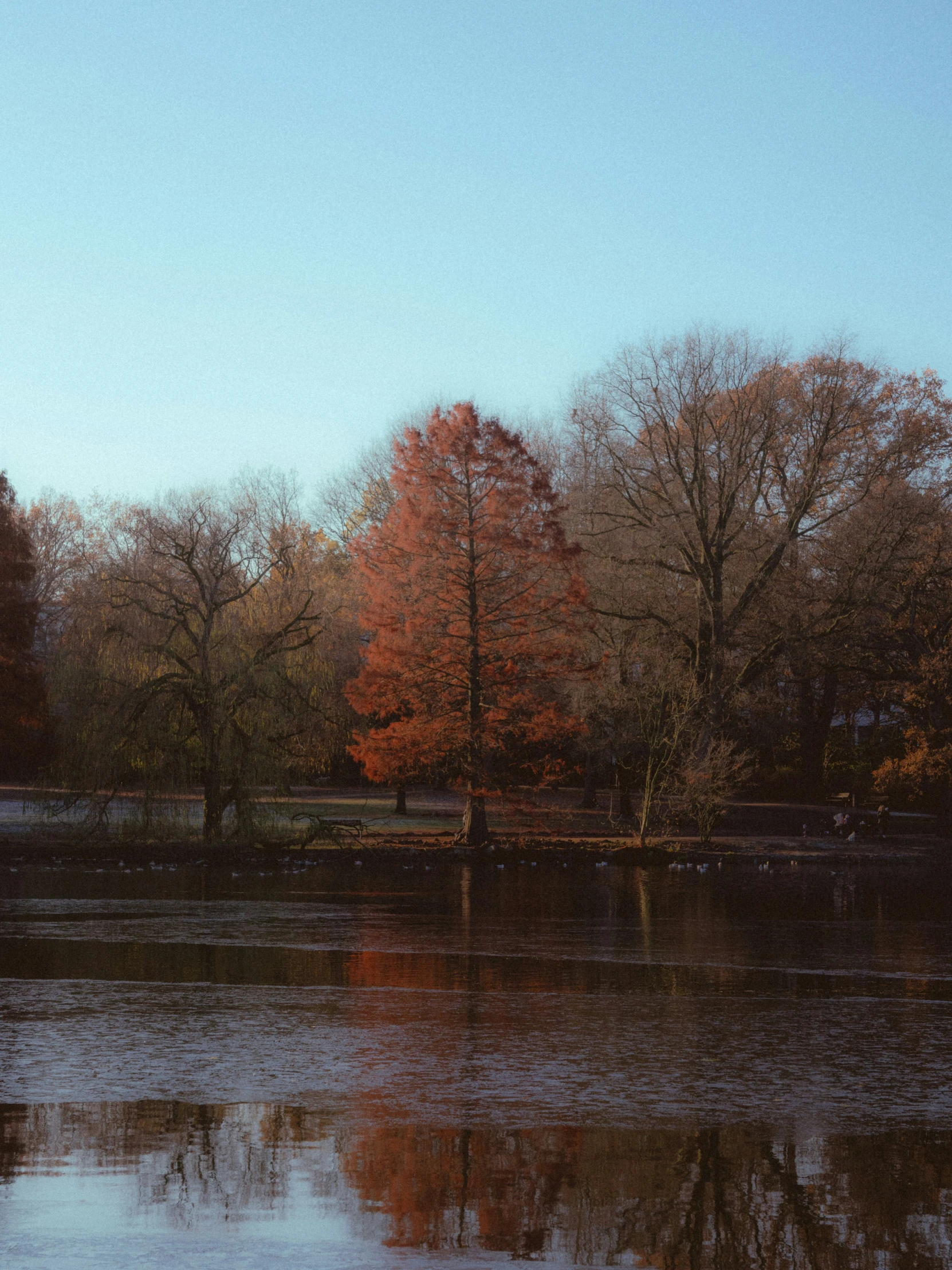 trees are changing colors in a lake surrounded by ice