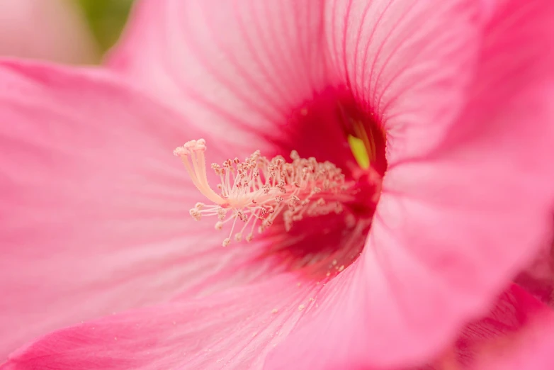 a pink flower with the center open showing stamen