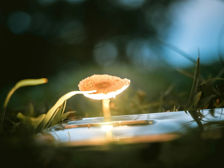 the tiny flower is sitting on top of the edge of a laptop