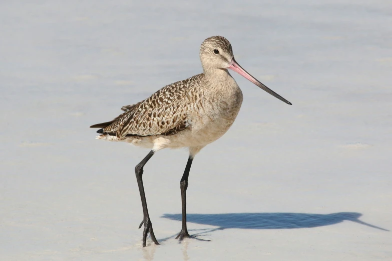 a long beaked bird on a beach looking for food