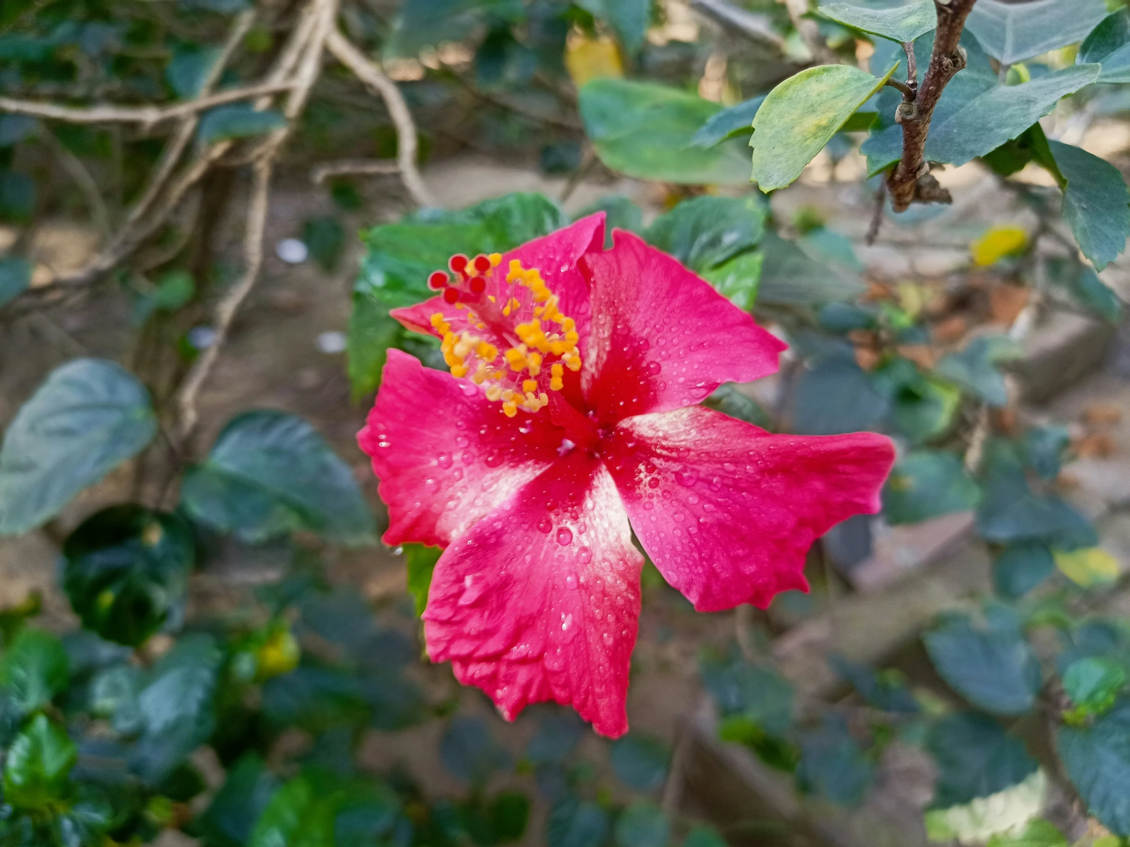 a red flower with yellow center surrounded by leaves