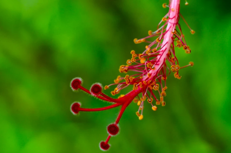 an odd looking flower with green background