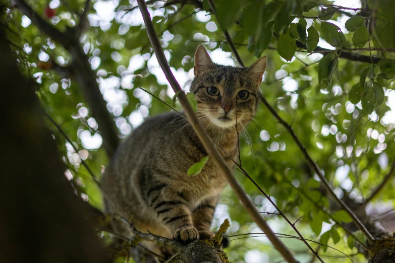 a cat is walking in the tree nches