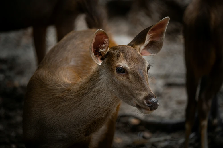 the face of a young deer, possibly female deer, looking into the camera