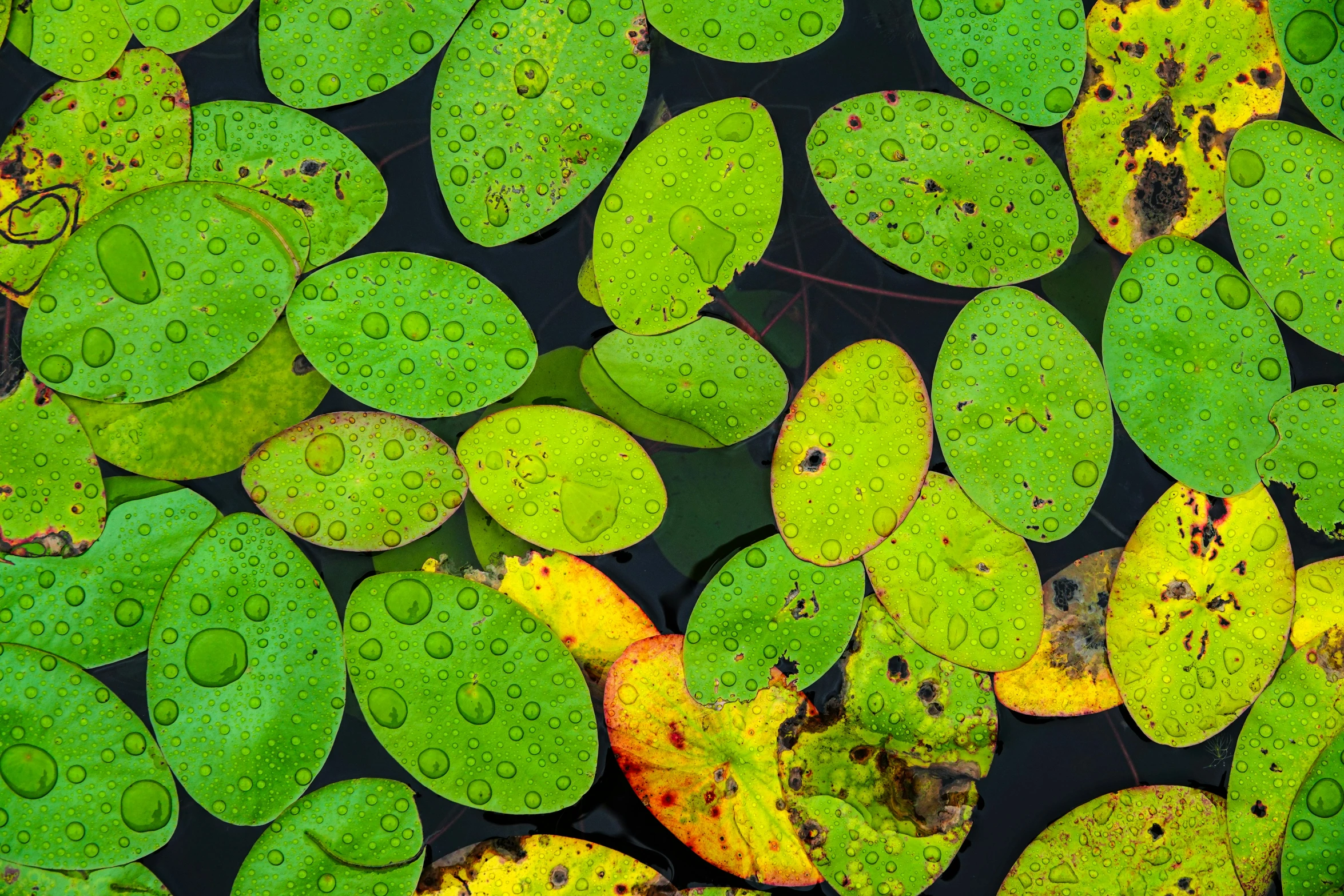 several water lilies and leaf in the pond