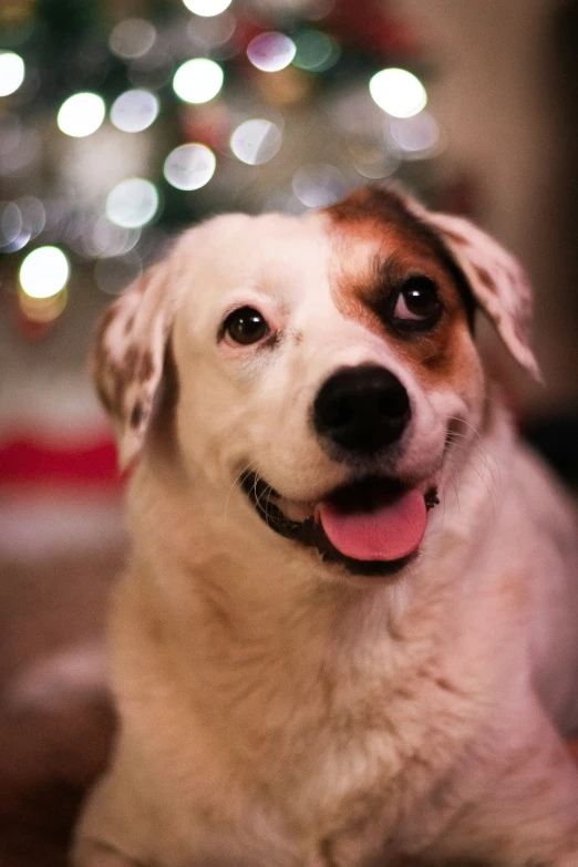 a close up of a dog near a christmas tree