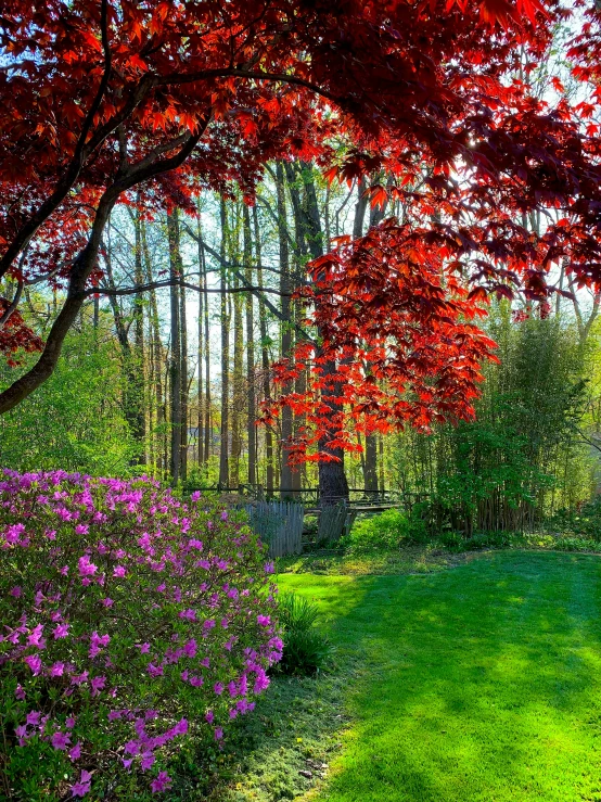 a colorful garden filled with lots of green and purple flowers