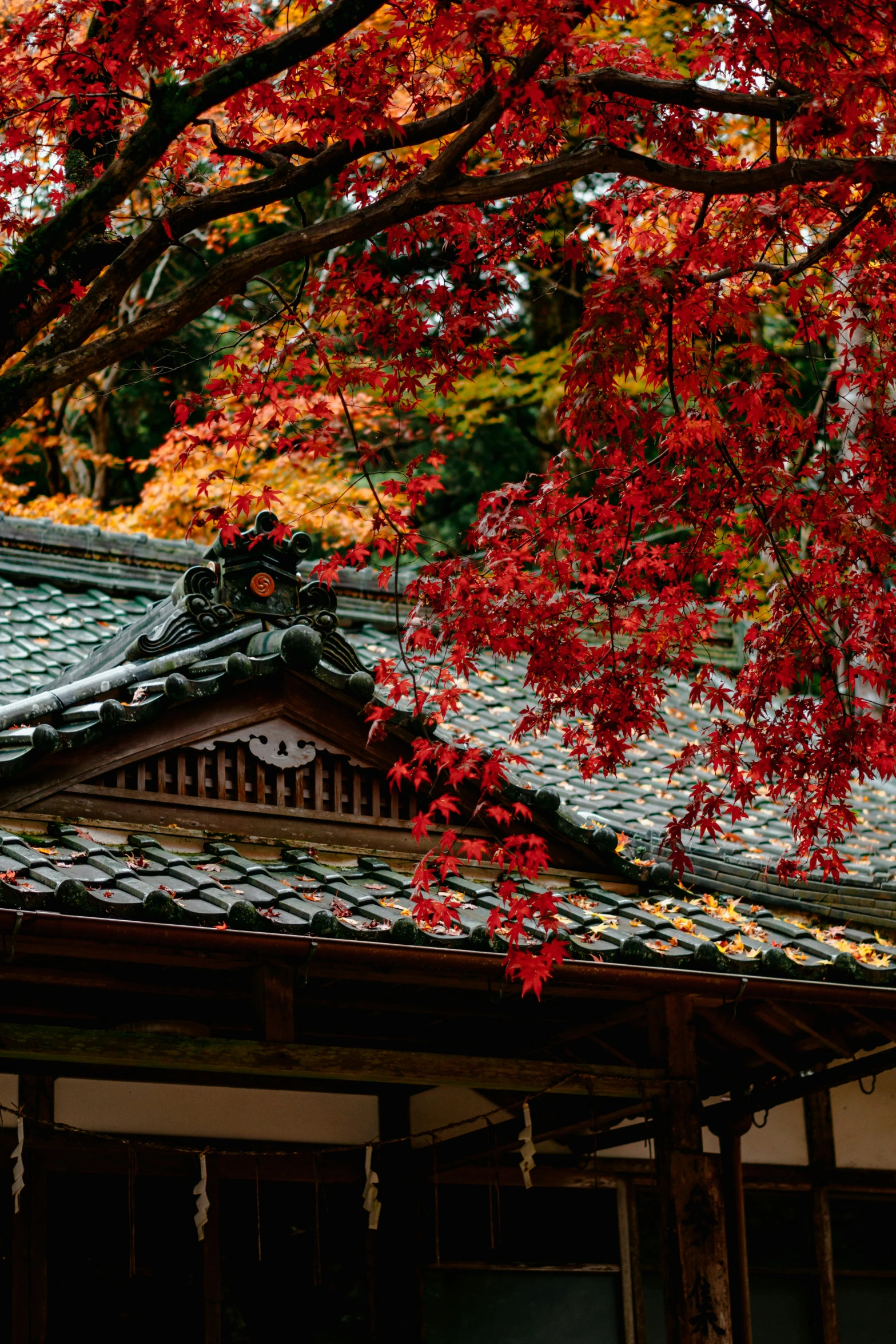 an oriental building with red leaves and a white sky background