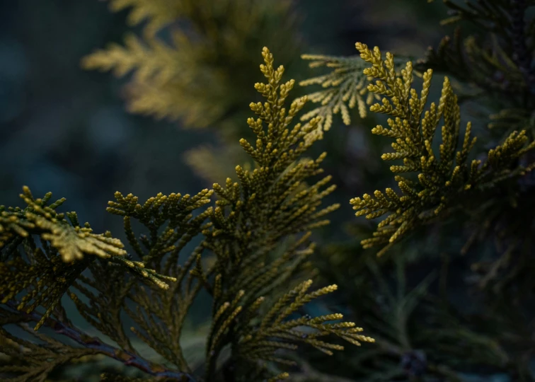 a close up of a nch with small green needles