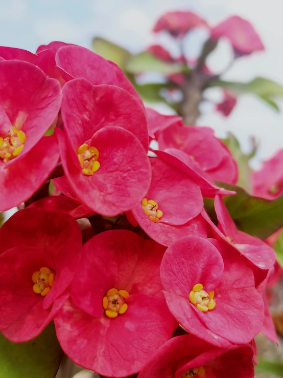 closeup s of pink flowers on green leaves