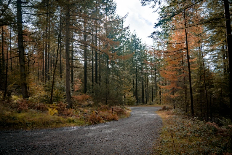 a dirt road is between tall, leafy trees