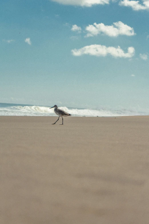 there is a bird that is walking in the sand