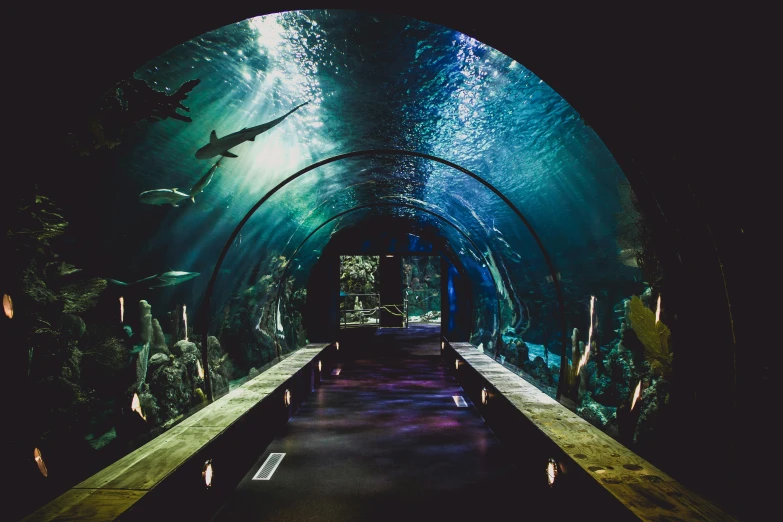 a tunnel under water, containing a bunch of creatures