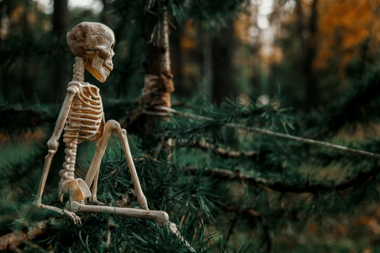 an skeleton is in the middle of a forest