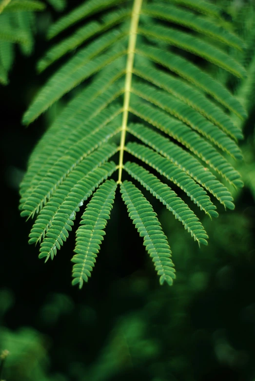 a close up image of some green leaves