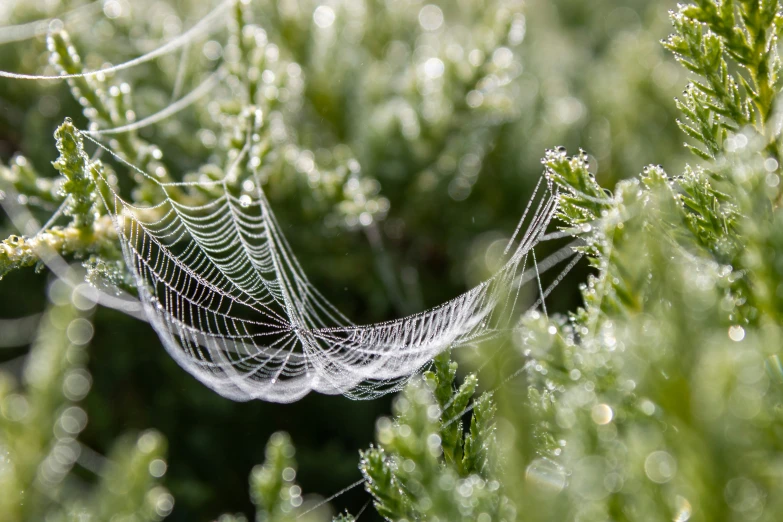 a close up s of a cobwe spider web in the morning dew