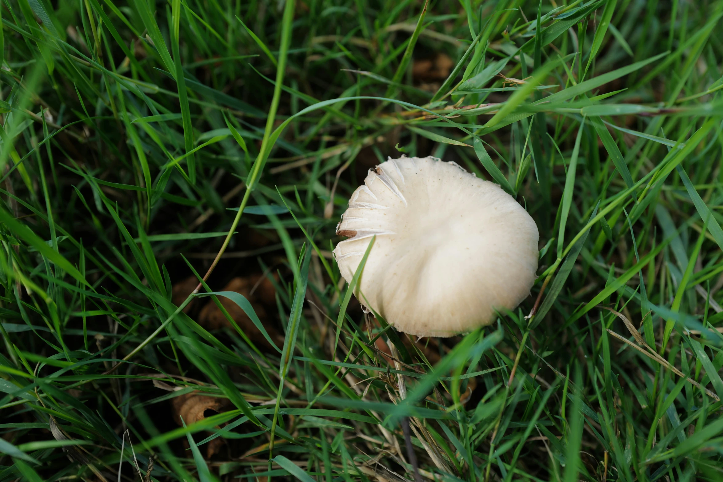 a white mushroom sitting in tall grass looking at it's head