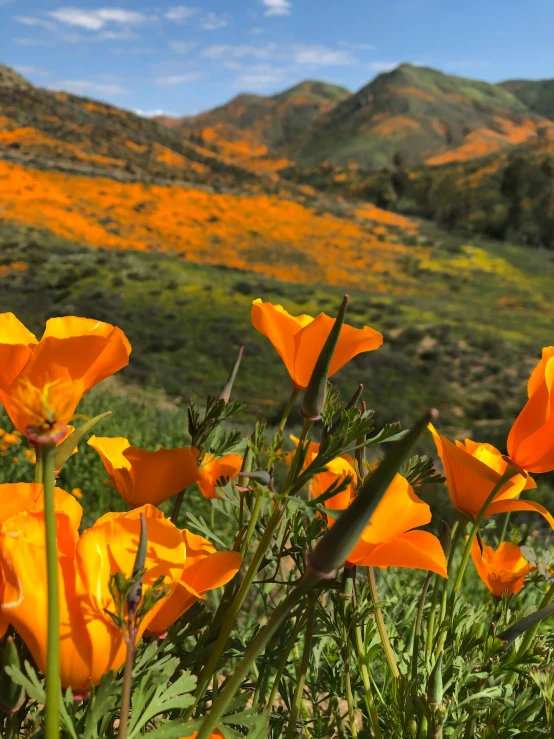 yellow flowers growing on top of grass next to mountains