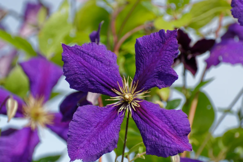 purple flowers with large petals on green stems