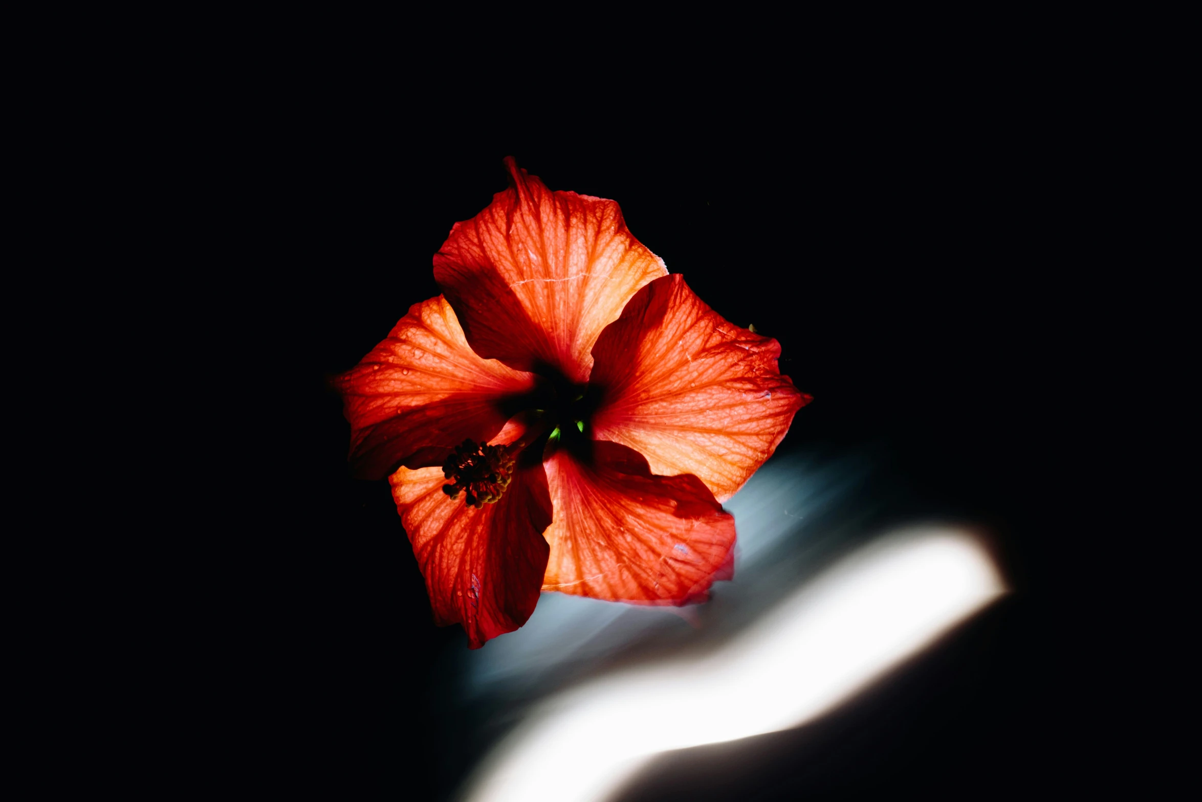 a red flower with some long petals on it