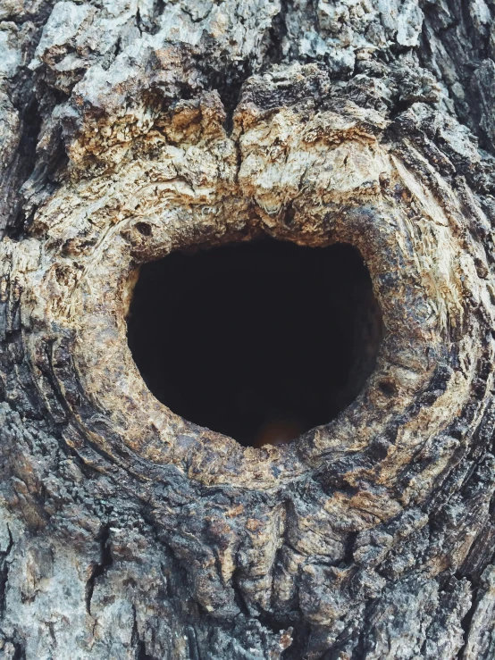 a close up of an old, circular hole in a tree